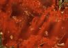 World’s oldest fossils unearthed