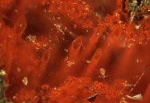 World’s oldest fossils unearthed