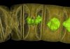 World’s oldest plant-like fossils show multicellular life appeared earlier than thought