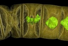 World’s oldest plant-like fossils show multicellular life appeared earlier than thought