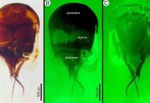 99-million-year-old termite-loving thieves caught in Burmese amber