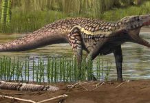 Ancient reptile tracks in the Pyrenees may include evidence of a new type of footprint