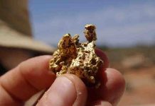 Unlocking the journey of gold through magmatic fluids Gold nugget found in the field. Credit: University of Adelaide
