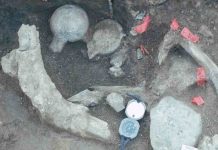Cerutti Mastodon: The earliest evidence of humans in North America