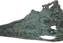 Critical gap in fossil record of Chinese phytosaurs filled