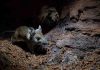 Genetic evidence points to nocturnal early mammals