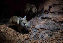 Genetic evidence points to nocturnal early mammals