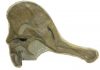 Headless dinosaur reunited with its skull, one century later