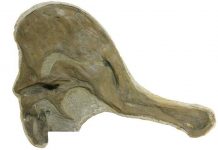 Headless dinosaur reunited with its skull, one century later