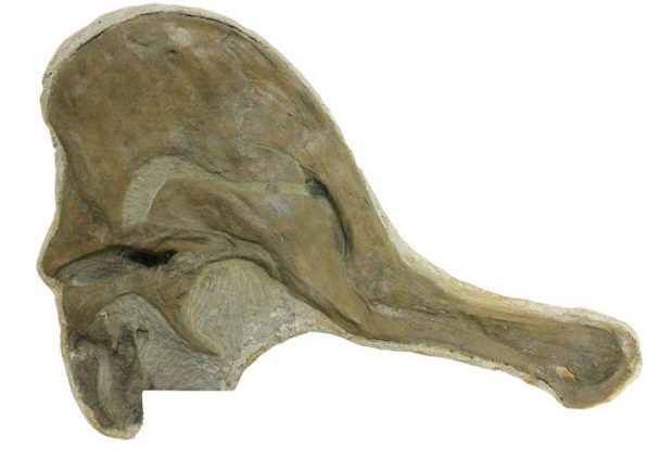 corythosaurus fossil