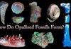 How Do Opalised Fossils Form?