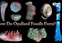 How Do Opalised Fossils Form?