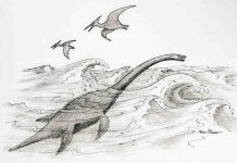 Hunter’s find leads to discovery of prehistoric sea creature