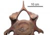 Mammoths suffered from diseases that are typical for people