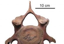 Mammoths suffered from diseases that are typical for people