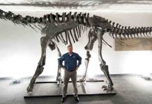 Moabosaurus discovered in Utah’s ‘gold mine’