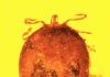 Rare preserved blood in amber fossils
