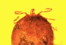Rare preserved blood in amber fossils