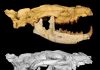 Newly discovered Egyptian carnivore named after Anubis, ancient Egyptian god of underworld