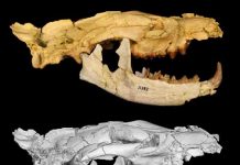 Newly discovered Egyptian carnivore named after Anubis, ancient Egyptian god of underworld