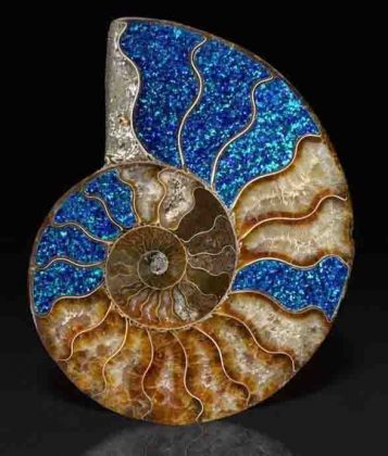 Opalized Ammonite