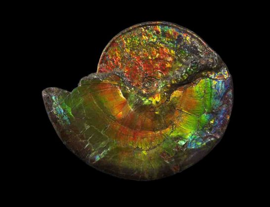 Opalized Ammonite