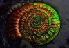 Research offers insight into how oldest fossils formed Opalized Ammonite
