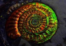 Research offers insight into how oldest fossils formed Opalized Ammonite