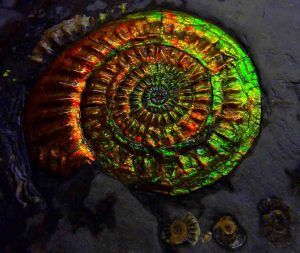 Opalized Ammonite