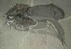Paleontologists identify 508-million-year-old sea creature with can opener-like pincers