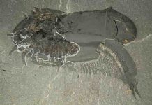 Paleontologists identify 508-million-year-old sea creature with can opener-like pincers