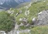 Rock exposed in World War I trenches offers new fossil find