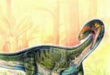 Scientists discover early dinosaur cousin had a surprising croc-like look