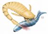 Sea scorpions: The original sea monster