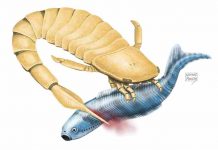 Sea scorpions: The original sea monster