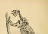 The giant sloth megatherium was a vegetarian