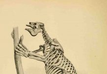 The giant sloth megatherium was a vegetarian