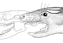 Three new species of extinct South American marsupials discovered