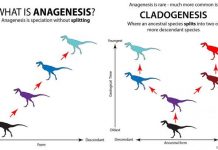 Tyrannosaurs show their sensitive side