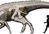 Waddling through duck-bill skulls