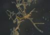What can we learn from dinosaur proteins?