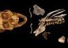 3.3 million-year-old fossil reveals origins of the human spine