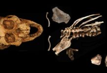 3.3 million-year-old fossil reveals origins of the human spine
