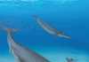 Baleen whales’ ancestors were toothy suction feeders
