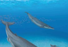 Baleen whales’ ancestors were toothy suction feeders