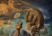 First baby of a gigantic Oviraptor-like dinosaur belongs to a new species