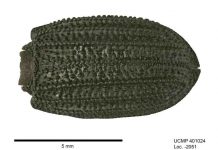 Fossil beetles suggest that LA climate has been relatively stable for 50,000 years