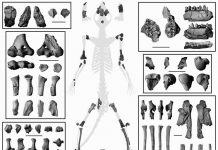Fossil skeleton confirms earliest primates were tree dwellers