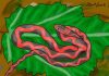 Fossil ‘winged serpent’ is a new species of ancient snake, doctoral student finds