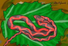 Fossil ‘winged serpent’ is a new species of ancient snake, doctoral student finds